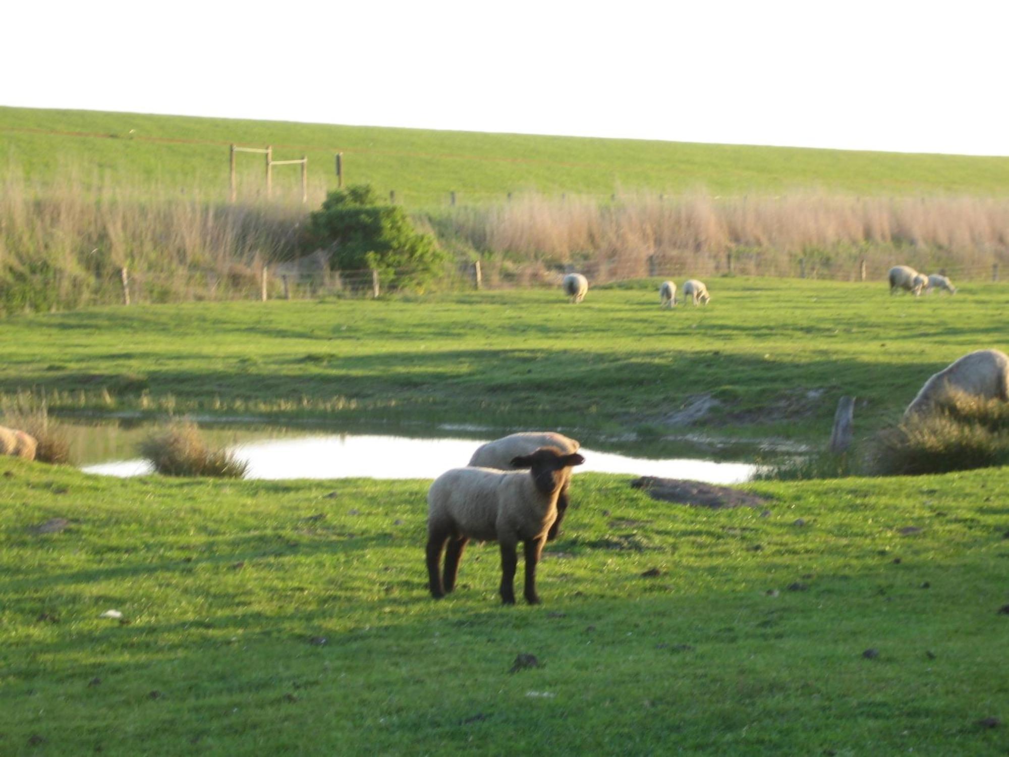 Haus Halligblick, Ferienwohnungen Am Wattenmeer, Whg Hamburger Hallig 다게불 외부 사진
